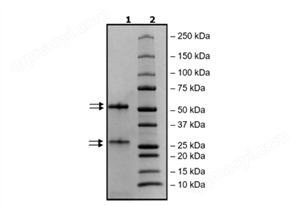 PI3 kinase [p110a(H1047R)/p85a